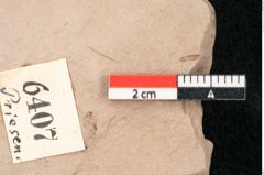 Foto (Detailansicht) von Taxodium distichum miocenicum Heer (NHMW-GEO-2024-0188-6407)